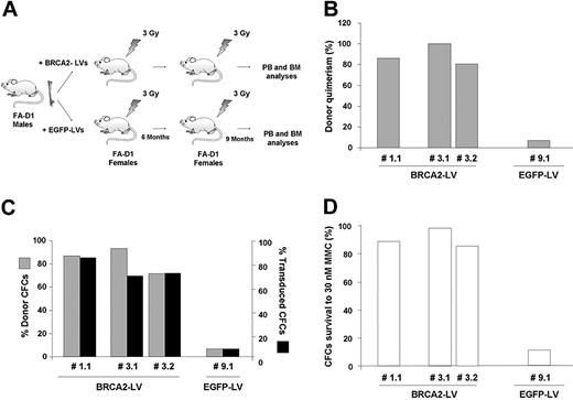Figure 6. Long-term repopulation ability of FA-D1 HSCs genetically corrected with BRCA2-LVs. (A) Schematic representation of the experimental protocol used to assess the long-term repopulating capacity of FA-D1 BM grafts transduced with BRCA2-LVs. Six months after the infusion of EGFP- or BRCA2-transduced FA-D1 BM cells, recipients were killed and BM cells from 2 recipients corresponding to the therapeutic group (recipients 1 and 3) and from one recipient of the control group (recipient 9) were transplanted (107 BM cells per mouse) into 4 secondary FA-D1 recipients (recipients 1.1, 3.1, 3.2, and 9.1) previously irradiated with 3 Gy. (B) Analysis of the proportion of donor repopulation (cells positive for SRY sequences) in the PB of secondary recipients 9 months after BMT. (C) Proportion of donor-derived CFCs (SRY+; ▩) and the proportion of transduced CFCs (hBRCA2+ or EGFP+; ■) as deduced from qPCR analyses conducted with individually picked colonies. (D) Percentage of CFCs obtained from the BM of secondary recipients (9 months after BMT) that survived to 30 nM MMC added to the clonogenic cultures.