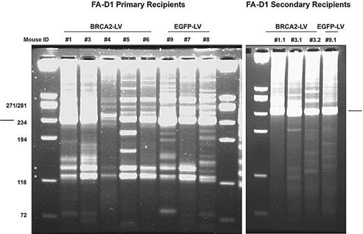 Figure 7. LAM-PCR analysis of the clonal repertoire repopulating the BM of primary and secondary FA-D1 recipients transplanted with genetically corrected FA-D1 grafts. The figure represents the clonal repertoire detected in the BM of primary (6 months after BMT) and secondary recipients (9 months after secondary BMT) originally transplanted with BRCA2- and EGFP-transduced FA-D1 BM cells (see protocol in Figure 6A). Arrows indicate the position of the internal band. * indicates nonspecific bands that were amplified in different LAM-PCR analyses.