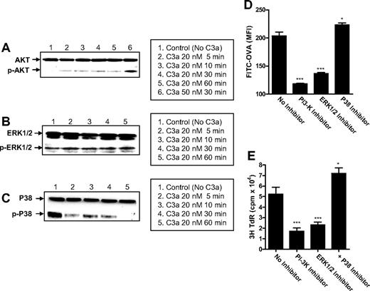 Figure 6. Differential effects of C3aR on phosphorylation pathways of signal transduction. (A-C) Detection of AKT (PI3K), ERK1/2, and P38 (MAPK) phosphorylation in 6-day DCs (105 cells) after C3a stimulation, by Western blot analysis. In each blot the top row of bands corresponds to incubating membrane with appropriate total antibody and the bottom row of bands corresponds to incubating membrane with appropriate antiphospho antibody. A representative of 3 independent experiments is shown. (D,E) Effect of inhibition of AKT, ERK, and P38 pathways on Ag uptake and Ag presentation in DCs. Five-day DCs were further cultured for 24 hours in the presence or absence of the appropriate inhibitor (ie, wortmanin for AKT; U0126 for ERK; SB202190 for P38) and then were used for assays for Ag uptake and Ag presentation. Data are shown as mean plus or minus SEM (n = 4 for Ag uptake; n = 8 for proliferation). A representative of 2 independent experiments is shown.