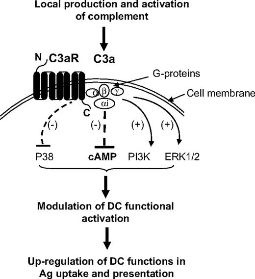 Figure 7. Diagram showing proposed signaling pathways for C3aR-mediated up-regulation of DC function in Ag presentation. Local production and activation of C3 generates extracellular C3a; binding of C3a to C3aR on DCs activates Gαi protein, which in turn inhibits the production of cAMP, and consequently modulates DC functional activation and results in the up-regulation of DC functions of Ag uptake and presentation. In addition, engagement of C3aR mediates inhibition of MAPK/P38 and activation of PI3K/AKT and MAPK/ERK1/2 pathways, which may contribute to the up-regulation of DC function in Ag presentation.