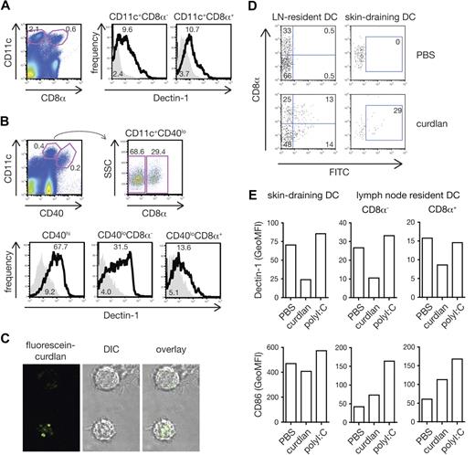 Figure 5. All conventional DC subsets respond to curdlan in vivo. (A) Expression of dectin-1 on spleen CD11c+CD8α− and CD11c+CD8α+ cells. Splenocytes were stained with anti–dectin-1 (thick line) or rat IgG2b (solid gray). DC subtypes were defined by gating as shown on the dot plot (left panel). Numbers indicate percentages of events in gate (dot plot) or mean fluorescence intensity (GeoMFI; histograms). (B) Expression of dectin-1 on lymph node DC subsets. Cell suspensions from peripheral lymph nodes were stained as in panel A. Blood-derived resident CD11c+CD40loCD8α− or CD11c+CD40loCD8α+ cells and skin-derived migratory CD11c+CD40hi subsets were defined by gating as shown on the dot plots (upper panels). (C) BMDCs were incubated with fluorescein-curdlan and analyzed by confocal microscopy. Note the fluorescein signal within the cells. (D) Mice were injected in both hind footpads with 1 mg fluorescein-curdlan or PBS 6 hours before popliteal lymph nodes were removed and analyzed by flow cytometry. Dot plots show fluorescein signal on resident DCs (CD11c+CD40lo, left) and migratory DCs (CD11c+CD40hi, right) plotted against expression of CD8α. (E) Mice were injected in both hind footpads with 200 μg curdlan, 10 μg polyI:C or PBS 6 hours before popliteal lymph nodes were removed and analyzed. Data are GeoMFI of dectin-1 (top) and CD86 staining (bottom) on skin-draining DCs (CD11c+CD40hi, left), and CD8α− and CD8α+ lymph-node resident DC subsets (CD11c+CD40lo, middle and right).