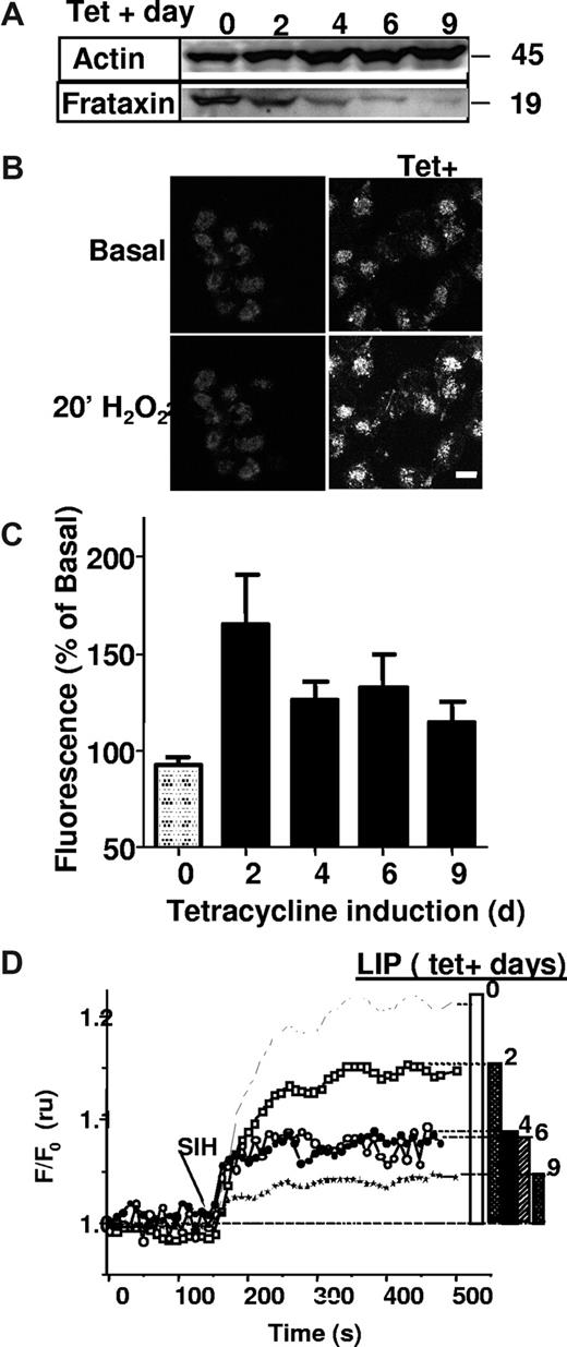 Figure 1. Effect of frataxin deficiency on cellular labile iron pools. (A) T-rex cells induced with 1 μg/mL tetracycline for the indicated number of days were lysed, and 50 μg of cell lysates was subjected to SDS-PAGE and immunoblotting using antiactin (top panel) and antifrataxin (bottom panel) antibodies. (B) Mitochondrial LIP. Fluorescence images of noninduced cells and cells at day 6 after tetracycline induction (Tet+). Fluorescence measured after H2O2 was significantly higher (P < .05, one-tailed, paired t test) in tetracycline-induced cells. (C) Mitochondrial LIP was measured in DHR-loaded T-rex cells exposed to 50 μM H2O2 for 20 minutes, after induction with tetracycline for the indicated number of days (d). Shown are mean fluorescence intensities (as percentage of basal) based on n = 3 experiments. (D) Cytosolic LIP of T-rex cells induced with tetracycline for the indicated number of days was measured by the calcein method. Calcein fluorescence was monitored continuously before and after the addition of SIH, added to reveal the entire cellular pool of calcein-bound iron, termed LIP. Shown is normalized calcein fluorescence, relative to the initial fluorescence, plotted against time for untreated cells 0 days (----) and for cells exposed to Tet for 2 days (□), 4 days (○), 6 days (●), and 9 days (*). The bars on the right denote the fluorescence recovered after SIH addition, which is proportional to cytosolic LIP. Frataxin-deficient (Tet+) cells showed significantly lower cytosolic LIP compared with untreated cells (P < .05, 1-way ANOVA with Dunnett post-hoc test).