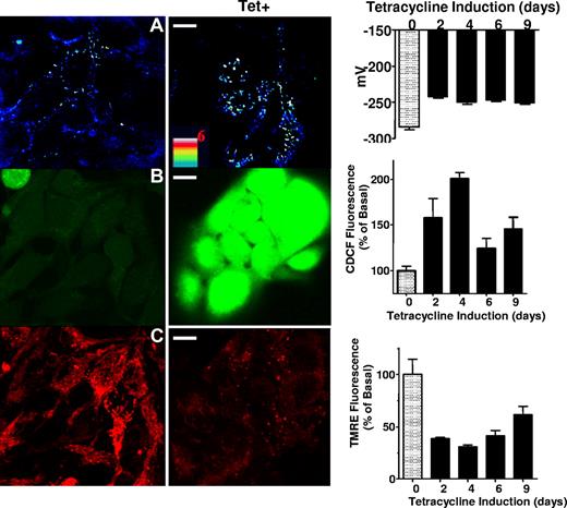 Figure 2. Effect of frataxin deficiency on mitochondrial redox potential, ROS generation, and MMP. (A) T-rex cells were transfected with a construct encoding for the redox potential reporting ratiometric roGFP2 protein, which was fused to a mitochondrial targeting sequence. After 6 days with (Tet+) or without tetracycline induction, the cells were analyzed by confocal microscopy (left panel), using ratiometric fluorescence at 405/488 excitation ratios (see lookup table in pseudo-image color in the “Tet+” image) and 520 nm emission. Scale bar represents 10 μm. (Right panel) Redox potentials calculated from the roGFP2 405/488 excitation ratios normalized to the range between maximal (10 mM H2O2) and minimal (10 mM DTT) oxidation, in combination with the nonlinear regression fit to an in situ calibration curve, f = 0.0509 + 0.8305/(1 + exp(−(x = 249.5422)/6.6161)). Mitochondrial redox potential in Tet+ cells was significantly higher than in untreated cells (n = 3 experiments, P < .05, one-way ANOVA with Dunnett post-hoc test). (B,C) T-rex cells, treated (Tet+) or not with tetracycline for 6 days (left panels) or for the durations indicated (right panels), were labeled with (B) the ROS-sensitive agent CDCF-DA-AM (10 μM) or (C) the MMP potentiometric probe TMRE (0.2 μM). Cells were examined by confocal microscopy using (B) the 405 excitation/488 emission filter set for CDCF (green) or (C) the 543 excitation/633 emission filter set for TMRE (red). (Right panels) Data are from similar fluorescence microscopy analyses of cells treated with Tet for 0 to 9 days. CDCF fluorescence was higher and TMRE fluorescence was lower in Tet+ cells compared with noninduced cells (n = 3 experiments, P < .05, one-way ANOVA with Dunnett post-hoc test). The average number of mitochondria punctae per cell in Tet+ cells was 235 plus or minus 90, significantly higher (P < .05, unpaired, 2-tailed t test) than in noninduced cells, where it was 66 plus or minus 54. Scale bars represent 10 μm.