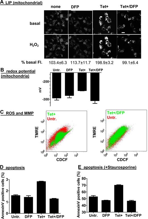 Figure 4. The effect of DFP on mitochondrial LIP, redox potential, cellular ROS production, MMP depolarization, and apoptosis in frataxin-deficient cells. (A) T-rex cells treated (Tet+) or not with tetracycline for 6 days were labeled with DHR and, where indicated, supplemented with 50 μM DFP. Mitochondrial LIP was quantified (n = 3, percentage change) using H2O2 as in Figure 1. H2O2 produced a significant (P < .05, 1-tailed paired t test) increase in DHR fluorescence only in Tet+ cells untreated with DFP. (B) Mitochondrial redox potential was monitored by fluorescence microscopy and quantified as in Figure 2A. Mitochondria were significantly more oxidized in Tet+ cells untreated with DFP (P < .05, 1-way ANOVA with Tukey post-hoc test). (C) T-rex cells cultured (or not) with Tet for 6 days were treated (or not) overnight with 50 μM DFP and colabeled with 10 μM CDCF-DA–AM (ROS generation) and 50 nM TMRE (mitochondrial potential, MMP) followed by flow cytometric analysis. The medians of CDCF and TMRE fluorescence intensities were significantly different (P < .05) between Tet+ and untreated cells. Medians of TMRE fluorescence were not significantly different between untreated and Tet+ cells treated with DFP. Medians of CDCF fluorescence were significantly lower (n = 3, P < .05, paired 2-tailed t tests) in Tet+ cells treated with DFP compared with untreated cells. (D,E) Untreated and 6-day culture cells were left untreated (D) or exposed overnight to 0.3 μM staurosporine (E) in the presence or absence of 50 μM DFP (also overnight). After staining with annexin V–PE–Cy5, the cells were subjected to flow cytometric analysis to determine the percentage of annexin V+ (apoptotic) cells. Only Tet+ cells had significantly higher apoptotic indices (n = 3, P < .05, 1-way ANOVA with Tukey post-hoc test).