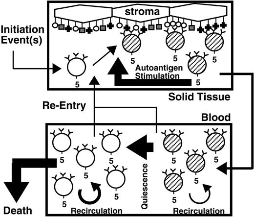 Figure 6. Model of cycle of CLL autoantigen stimulation. CLL B cell indicated by circle labeled with 3 Y-shaped antibodies and the number 5 (for CD5). Activated CLL B cells are striped. Boxes represent 2 cellular compartments: solid tissue, lymphoid organs such as bone marrow or lymph nodes, or blood. Other types of cells, possibly stromal cells as suggested in this illustration, present antigen represented by different shades and shapes. Sizes of pathway arrows indicate amount of cell traffic within and between compartments.