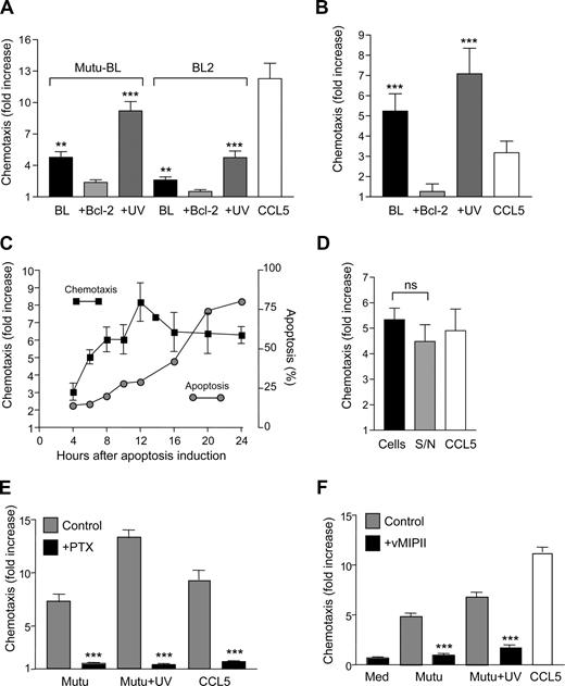 Figure 1. Production of macrophage chemotactic factors by apoptotic BL cells. (A) Chemotaxis of HMDM to EBV-positive (Mutu-BL) and EBV-negative (BL2) lines undergoing spontaneous (■) or UV-induced apoptosis (). Bcl-2 transfectants that are protected from apoptosis () are shown for comparison. Chemotaxis is shown as fold increase above that of background (medium alone), which was set to 1. CCL5 (100 ng/mL) is included as a positive control. Levels of apoptosis (assessed using annexin V) for Mutu-BL: 23% (BL), 15% (+Bcl-2), 89% (+UV); for BL2: 44% (BL), 18% (+Bcl-2), 99% (+UV). Data shown are means plus or minus SEM of replicate high-power fields. Experiment shown is representative of 3. Student t test (background vs BL cells): **P < .005, ***P < .001. (B) Chemotaxis of human monocyte/macrophage cell line MonoMac6 to Mutu-BL cells undergoing spontaneous or UV-induced apoptosis. Student t test (background vs BL cells): ***P < .001. (C) Kinetics of macrophage chemoattractant release from BL cells undergoing apoptosis. Mutu-BL cells were induced into apoptosis by UV irradiation and assayed at the indicated times. Chemotaxis of HMDM toward apoptotic BL cells (■, mean ± SD) and apoptosis (assessed using annexin V, ) were assessed in parallel. Experiment is representative of 2 identical. (D) Presence of macrophage chemoattractant activity in cell-free supernatants of BL cells undergoing apoptosis. Chemotaxis of HMDM to UV-induced Mutu-BL cells (■) and to cell-free supernatant (S/N, ▩) from the same cells. Cells were 94% apoptotic (assessed using annexin V) in this experiment. Student t test (cells vs S/N): P = .2 (ns indicates not significant). (E) Blockade of macrophage chemotaxis to apoptotic BL cells by PTX. Chemotaxis to UV-induced Mutu-BL cells of HMDM (▩) or HMDM pretreated with PTX (100 ng/mL) for 12 hours before chemotaxis assay (■). Student t test (control vs PTX-treated HMDM): ***P < .001. Levels of apoptosis (assessed using annexin V) were 67% (Mutu), 85% (Mutu + UV). Note there was no loss in viability of macrophages after PTX treatment (91% viable PTX-treated macrophages at the end of the chemotaxis assay vs 90% for control macrophages in the experiment shown). (F) Inhibition of macrophage chemotaxis to apoptotic BL cells by the viral chemokine antagonist, vMIPII. Chemotaxis of HMDM to UV-induced Mutu-BL cells in the absence (▩) or presence (■) of vMIPII (60 ng/mL). Student t test (control vs vMIPII-treated HMDM): ***P < .001. Levels of apoptosis (assessed using annexin V) were 51% (Mutu), 88% (Mutu + UV). Macrophage viability (> 90%) was unaffected by vMIPII.