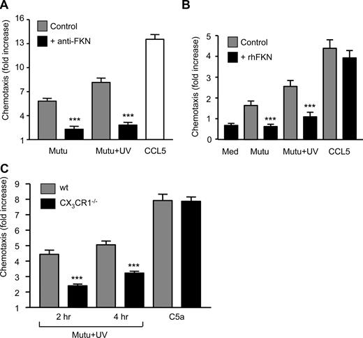 Figure 3. Requirement for FKN and its receptor, CX3CR1, in chemotaxis of macrophages to apoptotic cells. (A) Effect of anti-FKN neutralization on the activity of chemoattractants released from apoptotic cells. Chemotaxis of HMDM to Mutu-BL cells undergoing spontaneous or UV-induced apoptosis in the presence (■) or absence (▩) of neutralizing anti-FKN antibody (50 μg/mL) in the lower chamber. Chemotaxis is shown as fold increase above that of background (medium alone), which was set to 1. CCL5 (100 ng/mL) is included as a positive control. Data shown are mean plus or minus SEM of replicate high-power fields. Experiment shown is representative of 4 similar. Student t test (control vs anti-FKN treatment): ***P < .001. (B) Effect of exogenous FKN on macrophage chemotaxis to apoptotic cells. Chemotaxis of HMDM to Mutu-BL cells undergoing spontaneous or UV-induced apoptosis in the presence (■) or absence (▩) of exogenous recombinant human FKN (100 ng/mL) in the upper chamber. Experiment shown is representative of 6 similar. Student t test (control vs FKN treatment): ***P < .001. (C) Absence of FKN receptor CX3CR1 partially prevents macrophage chemotaxis to apoptotic cells. Chemotaxis of bone marrow–derived macrophages from wild-type (▩) or CX3CR1−/− mice (■) toward cell-free supernatants of Mutu-BL cells at the indicated times after UV irradiation. C5a (6.25 ng/mL) is included as a positive control. Experiment shown is representative of 6. Student's t test (control vs anti-FKN cells): ***P < .001.