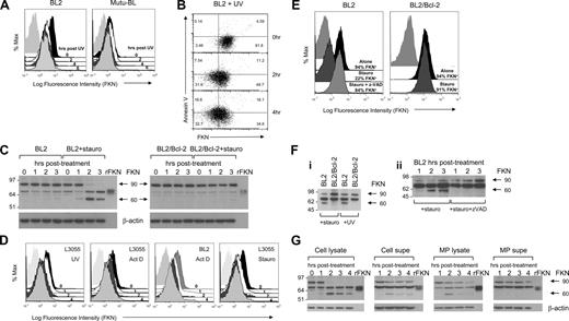 Figure 4. Modulation and release of FKN during apoptosis of BL cells. (A) Loss of FKN labeling from the surface of BL cells after induction of apoptosis. BL2 or Mutu-BL cells were labeled by indirect immunofluorescence using anti-FKN mAb (clone 81513) at the indicated times after induction of apoptosis by UV irradiation. Flow cytometric histograms of surface FKN on “viable-zone” cells (“Fluorescence labeling and flow cytometry”). Black represents time 0; white, 2 hours; coarse stippling, 4 hours; fine stippling, 6 hours after irradiation; light gray, background immunostaining. In the experiments shown, levels of apoptosis (assessed using annexin V) were as follows: 2%, 7%, 14%, and 41% for Mutu-BL cells at 0, 2, 4, and 6 hours, respectively; 4%, 24%, 34%, and 56% for BL2 cells at 0, 2, 4, and 6 hours, respectively. Representative experiments from at least 3 in each case. (B) Flow cytometric dot plots of viable-zone BL2 cells showing FKN (PE) (monoclonal antibody, clone 51637) vs annexin V (FITC) labeling at 0, 2, and 4 hours after UV induction. Values indicate percentage total events in each quadrant. Note that acquisition of annexin V positivity observed after UV induction accompanies loss of surface FKN labeling. Experiment shown is representative of at least 3. (C) Immunoblots of whole cell lysates showing changes in FKN after induction of apoptosis in BL2 and BL2/Bcl-2 transfectant cell lines. Blots were performed exactly as described in Figure 2C on samples prepared at the indicated times (0-3 hours) after culture in the presence or absence of staurosporine (1 μM). Full-length recombinant human FKN (rFKN) that excluded the transmembrane and cytoplasmic domains of FKN was included for comparison (50 ng/lane). Cells were monitored for induction of apoptosis and membrane integrity using annexin V and PI. In the experiment shown, cells were more than 90% apoptotic by 2 hours. (D) Loss of FKN labeling from the surface of BL cells after induction of apoptosis. L3055 and BL2 cells were labeled by indirect immunofluorescence using anti-FKN mAb as in panel A at the indicated times after induction of apoptosis by treatment with UV irradiation, actinomycin D (1 μg/mL), or staurosporine (1 μM). Flow cytometric histograms of surface FKN staining on viable-zone cells (“Fluorescence labeling and flow cytometry”) are shown. Black represents time 0; white, 1 hour; coarse stippling, 2 hours; fine stippling, 4 hours after stimulation; light gray, background immunostaining. Levels of apoptosis (assessed using annexin V) after 4 hours were: 46%, 51%, and 64% for L3055 cells treated with UV irradiation, actinomycin D, and staurosporine, respectively; 59% for actinomycin D-treated BL2. Representative experiments from at least 3 in each case. (E) Apoptosis-induced loss of FKN labeling from the surface of BL cells and blockade by the pan-caspase inhibitor zVAD-fmk and by Bcl-2. BL2 cells and Bcl-2 transfectants, BL2/Bcl-2, were labeled using anti-FKN mAb as in panel A at 2 hours after induction of apoptosis by treatment with staurosporine (1 μM) ± z-VAD-fmk (100 μM). Flow cytometric histograms of surface FKN on viable-zone cells (“Fluorescence labeling and flow cytometry”) are shown. Black represents BL cells alone; coarse stippling, BL cells treated with staurosporine; fine stippling, BL2 cells treated with staurosporine and z-VAD-fmk; pale gray, background immunostaining. Levels of apoptosis (assessed using annexin V) achieved by 2 hours in the experiments shown were: 10%, 54%, and 13% for BL2 cells alone, BL2 cells treated with staurosporine, and BL2 cells treated with staurosporine plus z-VAD-fmk, respectively; 3% and 8% for BL2/Bcl-2 cells alone and BL2/Bcl-2 cells treated with staurosporine, respectively. Representative experiments from at least 3 in each case. (F) Appearance of FKN in cell-free supernatants of BL cells induced to undergo apoptosis: (i) equal numbers of BL2 and BL2/Bcl-2 cells that had been grown in serum-free RPMI 1640 medium were induced into apoptosis for 3 hours with staurosporine treatment or after UV induction, and FKN was detected by immunoblotting of TCA/acetone-precipitated cell-free supernatants using anti-FKN mAb (clone 81513); and (ii) cell-free supernatant was collected from equal numbers of staurosporine-treated BL2 cells that were cultured in the presence or absence of z-VAD-fmk at the times indicated (1-3 hours) after treatment. FKN was detected by immunoblotting of TCA/acetone-precipitated cell-free supernatants using anti-FKN mAb (clone 81513). (G) Appearance of FKN in microparticles from BL2 cells induced to undergo apoptosis. BL2 cells were induced to undergo apoptosis using staurosporine (1 μM) and whole cell lysates (cell lysate), cell-free supernatants (cell supe), microparticle lysates (MP lysate), collected by ultracentrifugation of cell-free supernatants, and microparticle supernatants (MP supe) were prepared at up to 4 hours after treatment as indicated. Cells were monitored for induction of apoptosis and membrane integrity using annexin V and PI. In the experiment shown, cells were 90% annexin V–positive, PI-negative by 2 hours; PI positivity remained unchanged until 4 hours after treatment. FKN was detected by immunoblotting of cell lysate (30 μg of protein per lane, as indicated using a Bradford protein assay), TCA/acetone-precipitated cell-free supernatants (equal volumes of sample loaded per well), microparticle lysate (equal volumes of sample loaded per well), or TCA/acetone-precipitated microparticle supernatant (equal volumes of sample loaded per well) using anti-FKN mAb (clone 81513). Blots were stripped and reprobed for β-actin to check for loading variability.