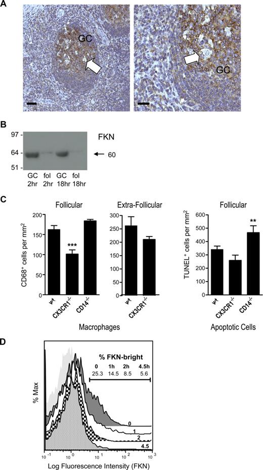 Figure 5. Role of FKN in apoptotic germinal center B cells and other lymphocytes. (A) Expression of FKN in normal lymphoid tissue in situ. Immunohistochemical staining was performed on archive paraffin sections of human tonsil. DAB chromogen product (brown) represents FKN staining (hematoxylin counterstain). Primary anti-FKN mAb (clone 81513); isotype control mAb (mouse IgG1) produced negative results, not shown. GC indicates germinal center of lymphoid follicle. Arrows indicate examples of tingible body macrophages. Bar represents 52 μm (left panel); bar represents 27 μm (right panel). Stained tissue was analyzed using a Zeiss Axioskop 2 microscope (Zeiss) at 20°C with objective lenses Plan-NEOFLUAR 20× (numerical aperture 0.50) and Plan-NEOFLUAR 40× magnification (numerical aperture 0.75) and histomount medium (Raymond A. Lamb), and images were taken using Jenoptik ProgRes C14 camera (Jenoplite) with Openlab 4.0.2 software (Improvision/PerkinElmer). (B) Release of FKN by murine germinal center B cells. Immunoblots using rabbit antimouse FKN polyclonal Ab (Torrey Pines Biolabs, East Orange, NJ) of cell-free supernatants (equal volumes of TCA/acetone-precipitated supernatants per lane) showing changes in FKN in purified germinal center B cells (GC) and follicular B cells (fol) from mouse spleens cultured in vitro for 2 or 18 hours. (C) Effects of loss of CX3CR1 on macrophage migration and of clearance of apoptotic cells in lymphoid tissue in vivo. Quantitative immunohistochemical analyses were performed on splenic follicles and extrafollicular areas of mice (wt, CX3CR1−/−, and CD14−/−) immunized with SRBCs. Numbers of macrophages and apoptotic cells in situ were determined by counting CD68+ and TUNEL+ cells per millimeter-squared, respectively. CD14−/− mice were used as positive control animals that are known to show defective apoptotic cell clearance in vivo. Significant reduction in numbers of macrophages in follicles was observed in CX3CR1−/− mice, but apoptotic cells did not persist in these animals. Results shown are mean plus or minus SEM (n = 3-6 spleens); ANOVA, wt vs CX3CR1−/−, ***P = .009; wt vs CD14−/−, **P = .018. (D) Modulation and release of FKN during apoptosis of activated primary lymphocytes (CD19-depleted). Flow cytometric analyses showing loss of surface FKN labeling of CD19-depleted lymphocytes after induction of apoptosis. Cells were preactivated by culture with 2 μg/mL concanavalin A to obtain surface FKN labeling (freshly isolated cells were surface FKN-negative, data not shown). Cells were labeled by indirect immunofluorescence using anti-FKN mAb (clone 81513) at the indicated times after induction of apoptosis by staurosporine treatment (1 μM). Histograms of viable zone cells are as follows: black represents time 0; white, 1 hour; coarse stippling, 2 hours; fine stippling, 4.5 hours after treatment; pale gray, isotype control immunostaining. Percentages of “FKN-bright” cells lying within the indicated gate are shown. Levels of apoptosis (assessed using annexin V) were 8%, 17%, 18%, and 28% at 0, 1, 2, and 4.5 hours after treatment, respectively. Representative experiment from 3.