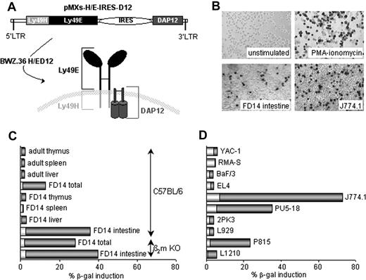 Figure 1. Expression of a putative Ly49E ligand by murine tissues and cell lines. (A) Schematic illustration of the pMXs-H/E-IRES-D12 retroviral construct, used to generate BWZ.36 H/ED12 reporter cells expressing the hybrid Ly49H/E together with DAP12. (B) X-gal staining of H/ED12 cells either unstimulated or stimulated as indicated (original magnification ×100). (C,D) CPRG analysis of H/ED12 cells, cocultured with the indicated cell suspensions from murine tissues (C) and with the indicated cell lines (D). Representative data from 1 of 2 to 4 experiments are shown. Bars show CPRG data expressed as a percentage of maximal β-gal induction by phorbol myristate acetate + ionomycin. Background CPRG percentages of the indicated cells in the absence of H/ED12 cells are indicated by the white fraction of each bar.