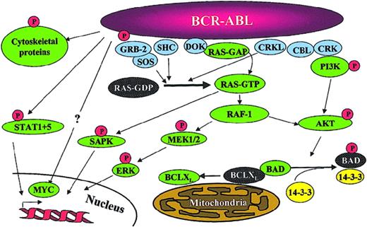 Figure 2. Signaling pathways impacted by BCR-ABL expression. Note that this is a simplified diagram and that many more associations between BCR-ABL and signaling proteins have been reported. Reprinted from Deininger et al.15