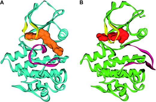 Figure 6. Ribbon representation of ABL in complex with imatinib and PD180970. Shown is (A) the conformation of ABL (blue) in complex with imatinib (orange), with the activation loop (magenta) in the inactive conformation, and (B) ABL (green) in complex with a dual SRC/ABL inhibitor, PD180970 (red), with the activation loop (magenta) in the active conformation. Figure prepared by Sandra W. Cowan-Jacob based on reported structures.60,61 Reprinted from Deininger et al.41