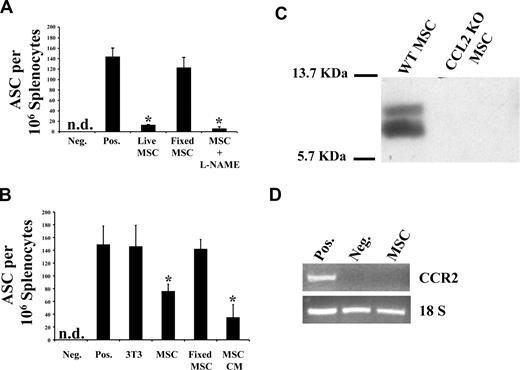 Figure 1. MSC CM can block IgG secretion from PCs. (A) Live MSCs can block IgG secretion from splenocytes. Splenocytes collected from OVA-immunized mice were either cultured in vitro in splenocyte media or with MSC 24 hours before ELISPOT read-outs. For the L-NAME test group, MSCs were treated for 24 hours with the inhibitor before the addition of splenocytes; 4% paraformaldehyde (PFA) was used to fix MSC. Only metabolically active MSC, even in the presence of L-NAME, had IgG-inhibitory properties. Fixing MSC led to loss in inhibition (n = 3/group; P < .001). (B) MSCs secrete a soluble inhibitory factor(s). Based on the observation made previously, MSC CM was used alone in ELISPOT to demonstrate that it contains soluble factor(s) mediating IgG inhibition (n = 3/group; P < .001). (C) WT MSC led to MMP-cleaved CCL2. CM derived from WT MSC or CCL2−/− MSC was run on a Tricine SDS-PAGE to detect CCL2. (D) MSCs do not express CCR2. RNA extracted from MSCs was used in an RT-PCR to demonstrate the absence of CCR2 expression on MSCs, suggesting no autocrine loop induced by CCL2/CCR2 interaction.