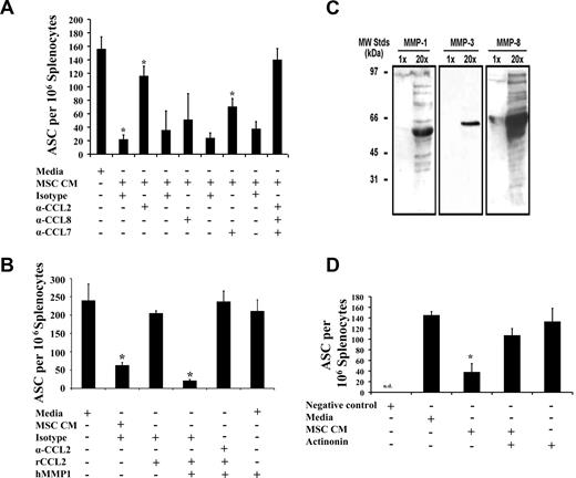 Figure 2. MSC-derived MMP-processed CCL2/CCL7 block IgG secretion. (A) MSCs block IgG secretion via CCL2/7. An ELISPOT assay was performed in the presence of CCL2/8 and CCL7 neutralizing antibodies. IgG secretion is partially restored on CCL2 and CCL7 neutralization, but a complete rescue is achieved after simultaneous inhibition of both CCLs (n = 3/group; P < .001). (B) MSCs secrete antagonist CCL2. To prove that a truncated form of CCL2 with antagonistic activities is responsible for IgG blockade, in vitro MMP1-mpCCL2 was added on OVA-derived splenocytes and led to 90% IgG inhibition (n = 3/group; P < .001). (C) MSCs secrete MMP-1, MMP-3, and MMP-8. To generate the cleaved form of CCL2, an MMP digestion is required. MMPs were indeed detected in MSC CM by Western blot (WB). (D) MMP inhibition rescues IgG blockade. Because MMP enzymatic cleavage of CCL2 as well as CCL7 is responsible for the IgG secretion inhibition, we added actinonin (a generic MMP inhibitor) and demonstrate that PCs can secrete IgG after MSC CM treatment in a way comparable with the nontreated splenocytes (n = 3/group; P < .05). The negative control consists of splenocytes from naive mice. All experiments were repeated 3 times. Error bars represent plus or minus SD.