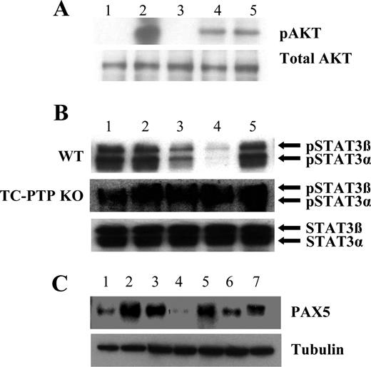 Figure 4. Biochemical responses of PCs to mpCCL2. (A) Antagonist CCL2 acts as a dominant-negative molecule for AKT phosphorylation (pAKT). Lane 1 indicates unstimulated; lane 2, rCCL2; lane 3, rhMMP1; lane 4, mpCCL2; lane 5, rCCL2 plus mpCCL2 (1:1). rCCL2 stimulation of CD138+ PCs leads to pAKT, whereas mpCCL2 alone or in combination with full-length CCL2 leads to a reduced AKT activation demonstrating antagonistic activities occurring at the level of CCR2. (B) Antagonist CCL2 blocks STAT3 activation. Whole-cell lysate of CD138+ sorted cells was tested for pSTAT3 as follows: lane 1 indicates unstimulated control; lane 2, rCCL2; lane 3, cCCL2; lane 4, MSC CM plus isotypes; lane 5, MSC CM in the presence of CCL2-neutralizing antibody. pSTAT3 decreased after mpCCL2 stimulation but was completely absent on the addition of MSC CM. The pSTAT3 was induced after the addition of CCL2-neutralizing antibody. In addition, PCs derived from TC-PTP−/− splenocytes were refractory to STAT3 dephosphorylation by mpCCL2 as no changes were noticed after treatment. (C) mpCCL2 induces PAX5 expression in PC. Lane 1 indicates unstimulated; lane 2, MSC CM + iso; lane 3, MSC CM + α-CCL2; lane 4, rhMMP1; lane 5, rCCL2 + rhMMP1 + iso; lane 6, rCCL2 + rhMMP1 + α-CCL2; lane 7, A2B5 (positive control for PAX5). PAX5 was mainly detected in the lysate of sorted PCs after cCCL2 and MSC CM treatments, whereas CCL2 neutralization significantly decreases PAX5 levels. IgG blockade in PCs is not the result of apoptosis. To confirm that IgG inhibition in PCs is not the result of apoptosis induced by antagonist CCL2, PCs treated with media or mpCCL2 led to the same amount of cell death (25% vs 26%; data not shown).