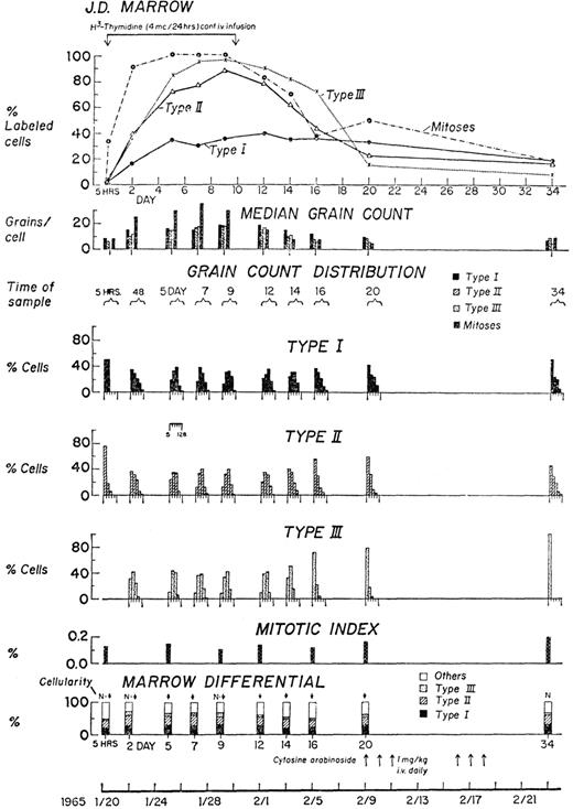 Figure 1. Labeling pattern of leukemic cells in marrow of patient 1. Patient 1, a patient with acute myelomonocytic leukemia, received a continuous 10-day infusion of tritiated thymidine. Leukemic cells were arbitrarily divided into types I, II, and III based on increasing levels of morphologic maturity (type I indicates primitive blast forms; type III, most differentiated cells). At the end of the 10-day infusion, most type II and type III cells were labeled in both marrow (shown here) and blood (not shown), but only 40% of type I cells were labeled, reflecting their slow proliferative rate. Many of the type I cells remained highly labeled for over 3 weeks after the infusion. Reprinted from Clarkson17 by permission.