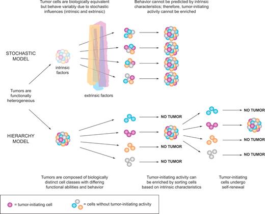 Figure 2. Models of tumor heterogeneity. Tumors are composed of phenotypically and functionally heterogeneous cells. There are 2 theories as to how this heterogeneity arises. According to the stochastic model, tumor cells are biologically equivalent, but their behavior is influenced by intrinsic and extrinsic factors and is therefore both variable and unpredictable. Thus, tumor-initiating activity cannot be enriched by sorting cells based on intrinsic characteristics. In contrast, the hierarchy model postulates the existence of biologically distinct classes of cells with differing functional abilities and behavior. Only a subset of cells can initiate tumor growth; these cancer stem cells possess self-renewal and give rise to nontumorigenic progeny that make up the bulk of the tumor. This model predicts that tumor-initiating cells can be identified and purified from the bulk nontumorigenic population based on intrinsic characteristics.