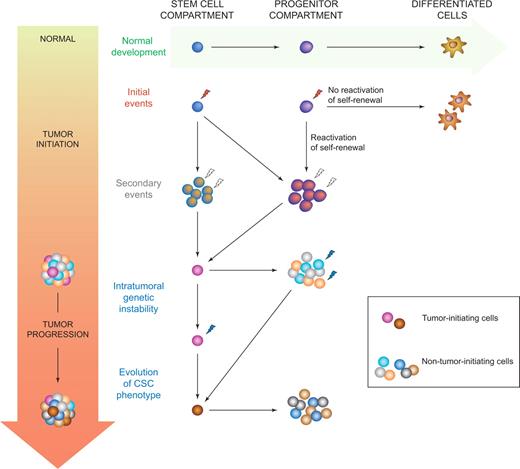 Figure 4. Models of tumor initiation and progression. Cancer stem cells may arise through neoplastic changes initiated in normal self-renewing stem cells or downstream progenitors, causing expansion of the stem cell and/or progenitor pool. Secondary events may occur in expanded pools of target cells. Oncogenic events acquired by short-lived progenitors may not persist if self-renewal is not reactivated, as these cells will probably die or undergo terminal differentiation before enough mutations occur for full neoplastic transformation. Tumor progression may be linked to ongoing genetic instability and acquisition of additional changes by cancer stem cells, or possibly by nontumorigenic bulk cells if such changes endow self-renewal. In both cases, evolution of tumor phenotype (including genetic and epigenetic signatures) may be observed.