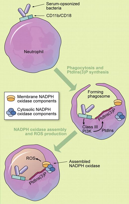 CD18-dependent activation of the NADPH oxidase requires class III PI3K. Professional illustration by Kenneth X. Probst.