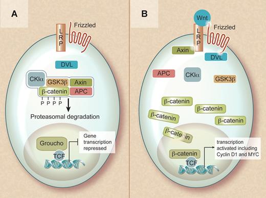Overview of the Wnt signaling pathway. (A) In the absence of a Wnt signal, β-catenin is captured within a destruction complex and phosphorylated. This results in ubiquitinylation and proteasomal degradation of β-catenin, ensuring repression of its target genes. (B) In the presence of a Wnt ligand, the destruction complex is inactivated and β-catenin translocates to the nucleus. In the nucleus, β-catenin becomes part of a transcriptionally active complex, ensuring efficient activation of its target genes. Professional illustration by Debra T. Dartez.