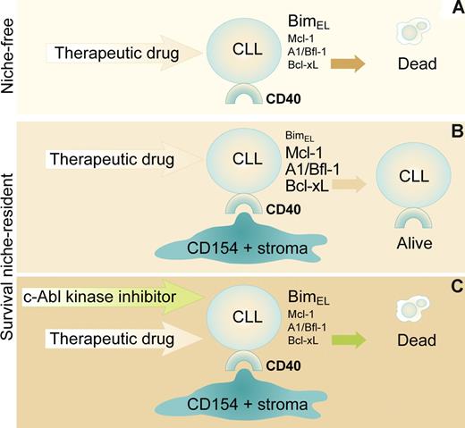 (A) CD40+ve CLL cells free of a survival niche (eg, in the circulation) constitutively expressing high levels of proapoptotic Bim-EL and low antiapoptotic Mcl-1, A1/BFl-1, and Bcl-xL successfully killed by therapeutic drugs. (B) Same cells receiving survival signals (here via CD154/stroma) down-regulate Bim-EL, up-regulate Mcl-1, A1/BFl-1, and Bcl-xL and are rendered resistant to therapeutic drugs. (C) Niche-protected CLL cells exposed to c-Abl kinase inhibitors reboot to niche-free levels of apoptosis regulators while restoring sensitivity to therapeutic drugs. Professional illustration by Paulette Dennis.