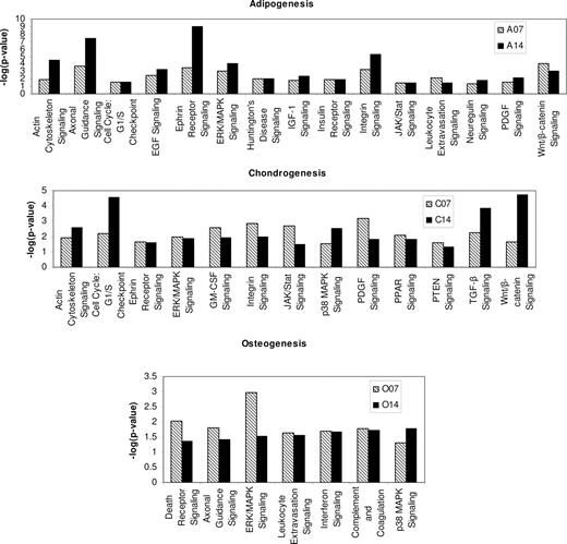 Figure 2. Ingenuity pathway analysis predictions. Pathways important for adipogenesis, chondrogenesis, and osteogenesis are based on gene expression data. Only pathways that are significantly enriched on both day 7 and day 14 are shown. The x-axis represents the negative log of the P value (also called the significance score) calculated from the Fisher exact test. Pathways with significance score of more than 1.3 are considered significant. Contrary to the marker analysis, statistically significant genes in all 3 lineages may overlap between cells cultured for 7 and 14 days, as well as MSCs differentiating into all 3 lineages (Figure S2). For example, in our study 138 genes are associated with the MSC differentiation process but are not necessarily lineage-specific genes.