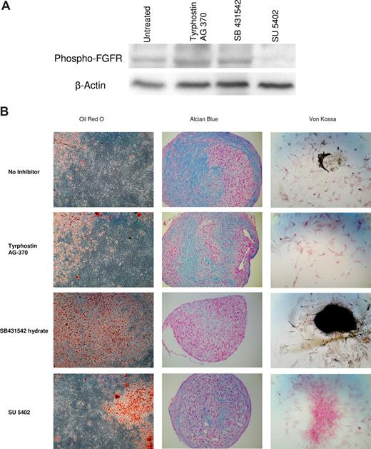 Figure 3. Activin-mediated TGF-β, PDGF, and FGF signaling are important for MSC differentiation. Marrow-derived MSCs were cultured in the presence of inhibitors of these pathways. (A) Western blot of MSCs cultured in the presence of SU5402 probed with phospho-FGFR-Y766 antibody. Untreated MSCs as well as MSCs cultured in the presence of tyrphostin AG 370 and SB431542 show the presence of the phosphoyrlated FGFR, whereas cells cultured in the presence of SU5402 do not show phospho-FGFR. SU5402 is reported to be a weak inhibitor of tyrosine phosphorylation of the PDGF receptor and does not inhibit phosphorylation of the TGF-β receptor. The Western blot in this figure confirms this. (B) MSCs were cultured in differentiation medium for 14 days and stained with Oil Red O, Alcian Blue, and Von Kossa for staining adipocytes, chondrocytes, and osteocytes, respectively. Inhibition of any of these 3 pathways leads to an altered differentiation potential of MSCs, proving that these pathways are essential for MSC differentiation. Oil Red O and Von Kossa micrographs aquired with a Zeiss Axiovert 40 C microscope (Carl Zeiss, Singapore) fitted with a 20×/0.3 NA objective. Alcian Blue micrographs were acquired with a 10×/0.25 NA objective on the same microscope. All images were captured on a 7.1 megapixel Canon Powershot A620 camera (Canon, Singapore) and the contrast was adjusted using the auto-contrast feature in Picasa (Google, Mountain View, CA).