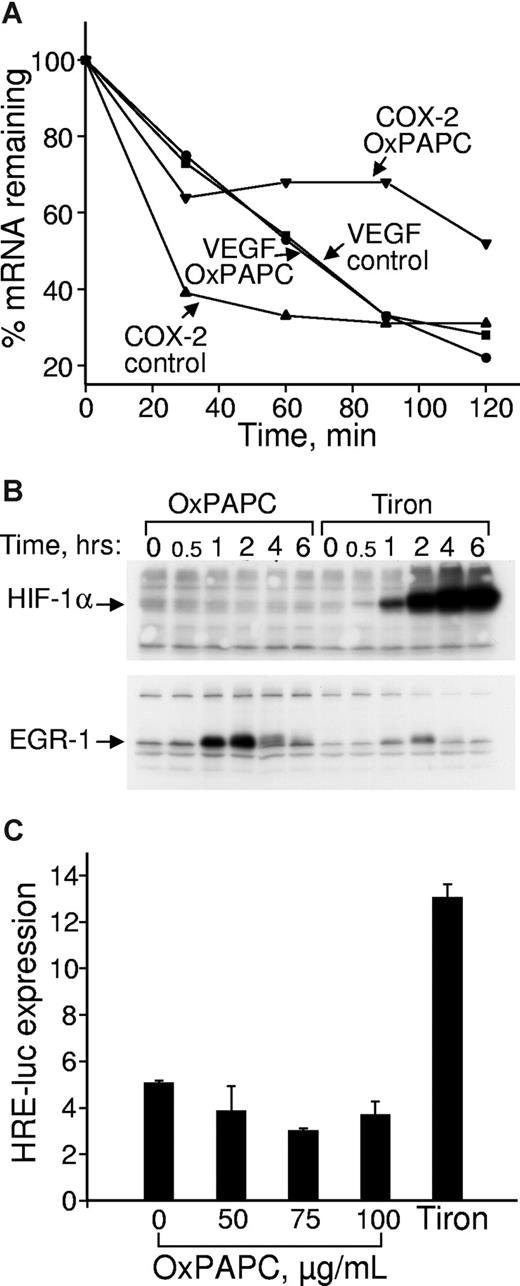 Figure 1. OxPLs do not influence VEGF mRNA stability and do not up-regulate HIF-1α protein or HIF-1–dependent transcription. (A) HUVECs were incubated in medium 199 containing 2% FCS with or without 130 μM OxPAPC. Actinomycin D was added after 4 hours to stop transcription. After indicated time intervals, the samples were collected and RNA was extracted, reverse transcribed, and analyzed by RT-qPCR for expression of VEGF or COX-2 mRNA. (B) HUVECs were incubated in medium 199 containing 2% FCS with or without 130 μM OxPAPC or 30 mM metal chelator Tiron. At the indicated time points, the cells were scraped into Laemmli sample buffer and analyzed by Western blotting. Staining of the same samples for HIF-1α or EGR-1 proteins is shown. (C) HUVECs grown in 6-well dishes were cotransfected with firefly luciferase promoter-reporter driven by hypoxia response elements and constitutively active Renilla luciferase. After 24 hours, the medium was changed to 2% FCS containing indicated concentrations of OxPAPC (100 μg/mL of OxPAPC = 130 μmol/L). After an overnight incubation, the cells were scraped and activities of both luciferases measured using a dual luciferase assay system. The data represent a ratio of firefly luciferase activity to that of Renilla luciferase. Error bars represent SD.