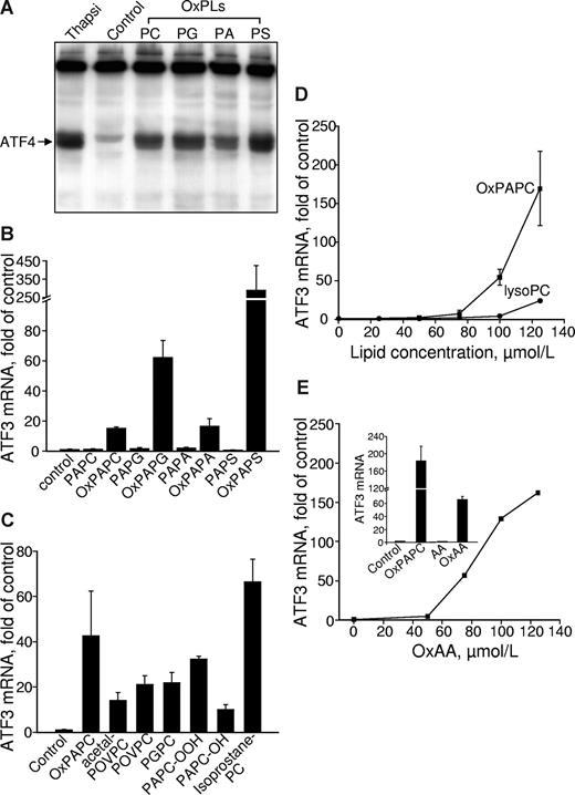 Figure 4. Lipid structural specificity of OxPL-stimulated induction of UPR genes. HUVECs were stimulated with lipids in medium 199 containing 2% FCS. All data obtained by RT-qPCR are normalized to the levels of β2-microglobulin mRNA. (A) HUVECs were incubated with 130 μM OxPLs containing palmitic and arachidonic acid residues: phosphatidylcholine (PC), phosphatidylglycerol (PG), phosphatidic acid (PA), or phosphatidylserine (PS). Control cells were incubated with the medium containing no lipids. After 4 hours, the cells were scraped into Laemmli buffer and analyzed by Western blotting for ATF4. (B) HUVECs were treated with oxidized or unoxidized phospholipids for 6 hours and then processed for quantification of ATF3 mRNA by RT-qPCR. (C) HUVECs were incubated with individual OxPLs (130 μM each) for 6 hours. (D) HUVECs were incubated for 6 hours with increasing concentrations of OxPAPC or lysoPC. (E) HUVECs were treated with the indicated concentrations of oxidized arachidonic acid (OxAA). (Inset) Data obtained after treatment of HUVECs for 6 hours with 130 μM OxPAPC or oxidized (OxAA) and unoxidized (AA) arachidonic acid. Error bars represent SD.