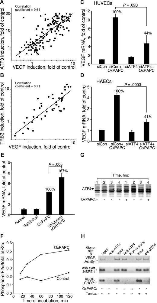 Figure 5. Induction of VEGF by OxPLs is mediated by the ATF4 branch of UPR. (A,B) Correlation between the expression levels of VEGF and ATF3 (A) or TRB3 (B) in cells treated with various oxidized and unoxidized phospholipids. The data are collected from multiple experiments using different concentrations and molecular species of phospholipids. In all cases, the incubation was performed for 6 hours. Experiments using inhibitors or siRNA treatment were excluded. (C) HUVECs were transfected with siRNA against ATF4. Forty-eight hours later, the cells were stimulated for 6 hours with 130 μM OxPAPC in medium 199 containing 2% FCS. The incubations were terminated by Trizol, followed by quantification of VEGF mRNA. The data are normalized to the levels of β2-microglobulin mRNA. (D) The experiment was performed as in panel C, but using HAECs. Incubation was performed for 4 hours. (E) HUVECs were pretreated for 30 minutes with 75 μM salubrinal followed by incubation with 130 μM OxPAPC in the presence of salubrinal in medium 199 containing 2% FCS. After 6 hours, the incubation was terminated by Trizol, and the levels of VEGF mRNA were quantified by RT-qPCR. Combined data from 2 independent experiments are shown. (F) HUVECs were incubated with 130 μM OxPAPC in medium 199 containing 2% FCS. After indicated time intervals, the cells were scraped into Laemmli buffer and analyzed by Western blotting for phosphorylated eIF2α. Afterward, the same blots were stained for total eIF2α. Intensity of immunostaining was quantified using chemiluminescent scanner. The normalized signals do not reflect real ratio of phosphoprotein and total protein due to different sensitivities of antibodies and various exposure times. (G) HUVECs were stimulated with OxPAPC (130 μM) resuspended in medium 199 containing 2% FCS. After indicated time intervals, the cells were scraped into Laemmli buffer and analyzed by Western blotting using antibodies against ATF4. (H) HUVECs were treated with OxPAPC (130 μM) or tunicamycin (3 μg/mL) for 3 hours and then processed for ChIP analysis as described in “Chromatin immunoprecipitation.” The figure presents results of ethidium bromide staining of products of PCR amplification of the fragments of VEGF and asparagine synthetase genes. The fragments overlap ATF4-binding sites within the VEGF (“AsnSyn” and “CHOP-1”)26 and asparagin synthetase (NSRE-1)27 genes. The antibodies used for ChIP are indicated on the top. The “input” was obtained by amplification of 1% of initial unfractionated cell extract.