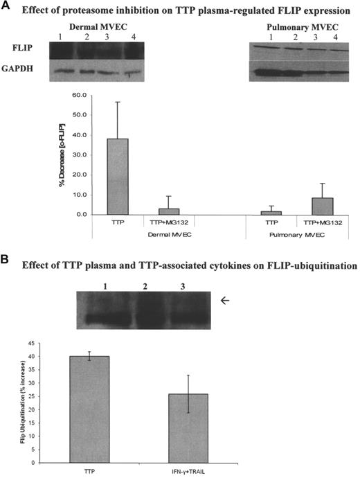 Figure 7. Modulation of the effect of TTP plasma on c-FLIP through proteasome inhibition and alteration of c-FLIP ubiquitination. (A) Effect of MG132 on total FLIP expression in MVECs. Top panels show representative immunoblots. Pulmonary and dermal MVECs were incubated with normal (lane 1) or TTP plasma (lane 2; 2% vol/vol) for 30 minutes. Cultures treated with MG132 (5 μM) were exposed to this proteasome inhibitor for 1 hour prior to addition of normal (lane 3) or TTP (lane 4) plasmas. Bottom panel shows summary of 3 experiments using 2 normal and 2 TTP plasmas. MG132 had no effect on FLIP expression in pulmonary MVECs (P = .21), but it blocked TTP plasma–mediated FLIP suppression by TTP plasma in dermal MVECs (P = .048). (B) Effect of TTP plasma and cytokines on FLIP ubiquitination. Dermal MVECs were immunoprecipitated with an anti-FLIP polyclonal Ab. Equal amounts of protein (100 μg) were then loaded on gels and immunoblotted with an antiubiquitin mAb. A representative immunobot and a summary of 3 experiments are presented. Levels of monoubiquitinated FLIP (arrow; just above the dense heavy chain IgG band) were increased by TTP plasma (P = .008) and TRAIL plus IFN-γ (P = .03) compared with cells incubated with normal plasma. Lane 1, control plasma; lane 2, TTP plasma; lane 3, TRAIL plus IFN-γ. Standard deviations for all mean values are provided.