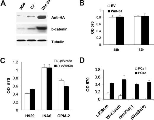 Figure 2. Wnt3a has no direct effect on growth of MM cell lines and primary MM cells. Cells from indicated MM cell lines were cultured in serum-free medium in the absence and presence of rWnt3a for the indicated times. Cell proliferation was measured by MTT assay as described in “Wnt3a does not promote MM growth.” (A) Protein isolated from H929/W3A or H929/EV was subjected to Western blotting analysis using anti-HA antibody to confirm Wnt3a expression (top) or using anti–β-catenin antibody (second panel from top). The same fractions were also blotted with antitubulin antibody as a control for protein loading (bottom). The proteins isolated from H929/W3a or H929/EV was subject to E-cadherin pull-down assay to measure the uncomplexed β-catenin (second panel from bottom). (B) H929/W3A and H929/EV cells were seeded in RPMI supplemented with 10% FBS for the indicated time, and proliferation was measured by MTT assay. (C) MM cell lines H929, INA6, and OPM-2 were incubated for 48 hours in the absence and presence of rWnts (100 ng/mL) and then subjected to MTT assay. (D) Primary CD138-selected plasma cells from 2 patients with MM (Pt no. 1 and Pt no. 2) were cultured in serum-free medium in the presence of Wnt3a-CM or Cont-CM or with rWnt3a protein for the indicated time. Cell proliferation was measured by MTT assay. Results are expressed as means plus or minus SEM.