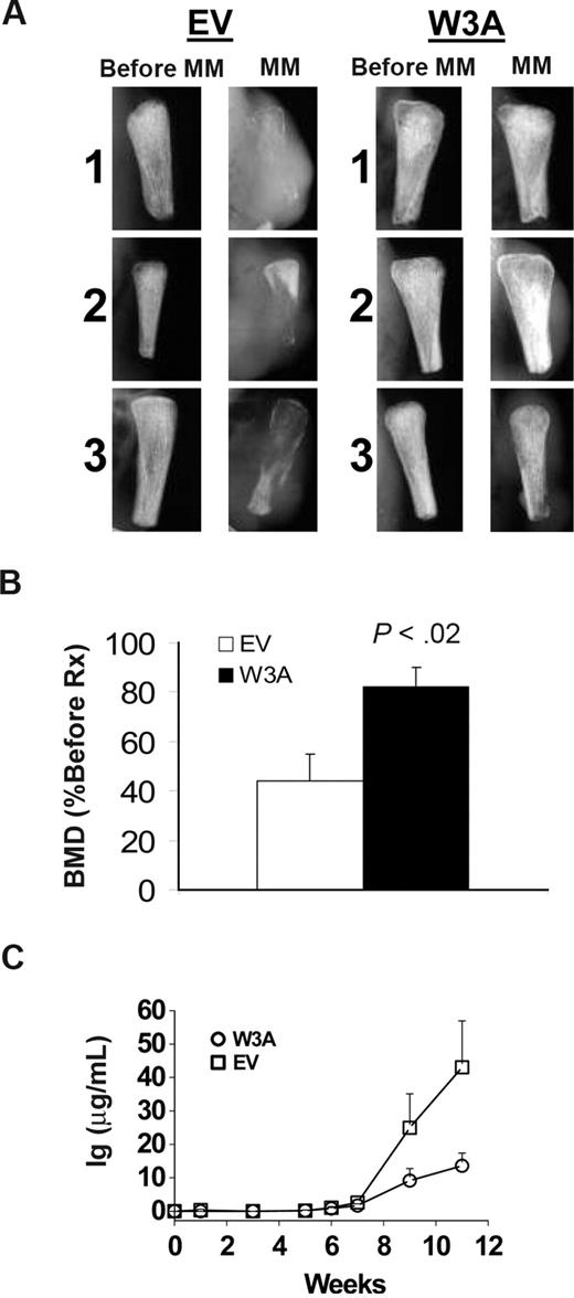 Figure 3. Wnt3a prevents bone loss and reduces tumor burden in myelomatous bones. SCID-hu mice were engrafted with H929/EV or H929/W3A cells. (A) X-ray radiographs of the implanted myelomatous bones taken from 3 representative mice in each group, before cell engraftment (Pre-MM) and at the experiment's end (MM). Note that, although EV-bearing bones were severely resorbed and tumors grew on the outer surface of the implanted bone, implanted bone mass from the H929/W3A-bearing hosts was preserved. (B) Changes in the level of BMD of implanted bones engrafted with H929/EV or H929/W3A cells. (C) Circulating human Ig level of SCID-hu mice engrafted with H929/EV or H929/W3A cells. Error bars represent SEM.