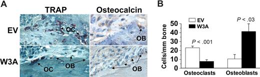 Figure 4. Wnt3a increases osteoblastogenesis and reduces osteoclastogenesis in myelomatous bones. (A) Decalcified histologic bone sections of bones engrafted with H929/W3a or H929/EV cells stained for TRAP (red) and osteocalcin (brown). OB indicates osteoblast; OC, osteoclast. (B) Numbers of osteocalcin-expressing osteoblasts and TRAP-expressing multinucleated osteoclasts in implanted bones engrafted with H929/EV and H929/W3a cells. Error bars represent SEM.