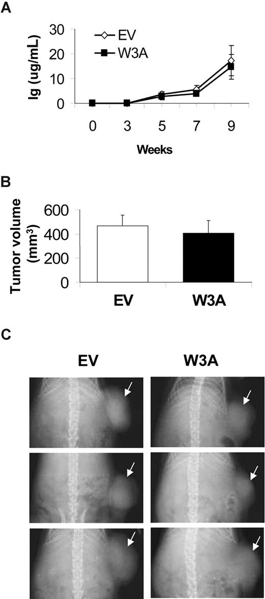Figure 5. Wnt3a has no effect on subcutaneous MM growth in SCID mice. SCID mice were subcutaneously injected with H929/W3A or H929/EV cells. (A) Circulating human Ig levels were similarly increased in hosts engrafted with EV and W3a cells. (B) Subcutaneous tumor volume. Error bars represent SEM. (C) X-ray radiographs showing similar tumor size (white arrows) in hosts with H929/EV and H929/W3A cells.