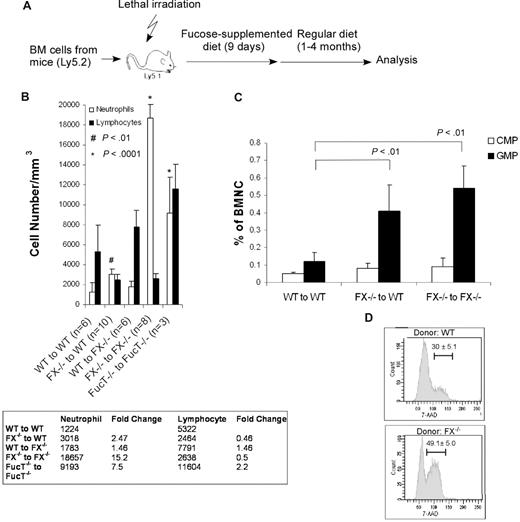 Figure 2. In vivo reconstitution of myeloid and lymphoid lineages using marrow cells from WT or FX−/− mice injected into FX−/− and WT recipients, and marrow cells from Fuc-T−/− mice injected into Fuc-T−/− recipients. (A) Schematic representation of the transplantation protocol. (B,C) Analysis of peripheral neutrophils (Gr-1+) and lymphocytes (B220+ and CD3ϵ+), and bone marrow myeloid progenitor cells by FACS 4 months after transplantation. Data are means plus or minus SD. Student t test was performed to compare the neutrophil or lymphocyte numbers in each transplant setting with those of WT to WT. P > .5 unless otherwise indicated. (D) One month after transplantation, WT recipient mice receiving donor cells from WT or FX−/− mice were injected intraperitoneally with BrdU and fed with water containing BrdU for 3 days. The percentage of CMP and GMP cells (Lin−c-kit+Sca-1−IL7R−CD34+; numbers on graphs) in S-G2/M phase of the cell cycle was analyzed by anti-BrdU and 7-amino-actinomycin D.