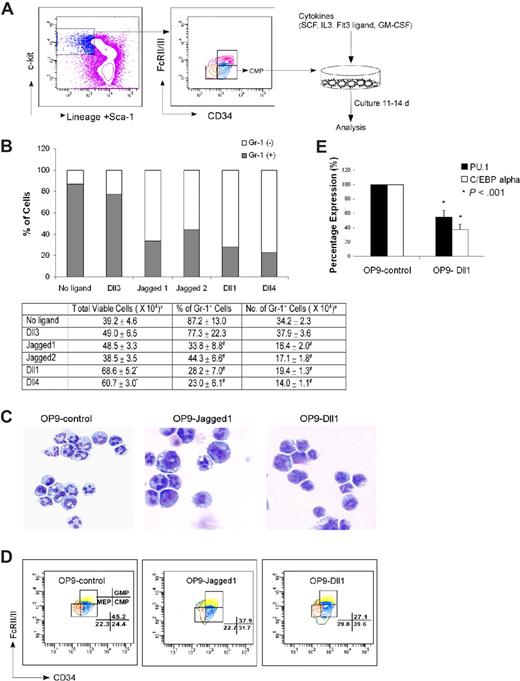 Figure 3. Stromal cells expressing Notch ligand block myelopoiesis in vitro. (A) Schematic representation of the in vitro coculture of CMP cells with OP9 cells expressing Notch ligands with cytokine cocktails. (B) Day 14 culture of bone marrow–derived CMP cells, cocultured with OP9-control cells (no ligand) or OP9 cells expressing Notch ligands, were analyzed for Gr-1 expression. Data are mean values of at least 4 determinations. The bar graph represents the percentage of Gr-1+ and Gr-1− cells among total viable cells. (C) May-Grünwald-Giemsa–stained cytospins of day 14 cultured cells with OP9-control, OP9-Jagged1, and OP9-Dll1. (D) Short-term culture (60 hours) of CMP cells with SCF was analyzed for the percentages of GMP and MEP generated from CMP (numbers shown to right of graphs). Data are representative of at least 3 independent experiments. (E) Myelopoiesis transcription factors (PU.1 and C/EBPα) were differentially expressed in OP9-Dll1 versus OP9-control cultures. Results (means ± SD; n = 4) have been standardized for GAPDH levels and were expressed as percentage of expression relative to the levels detected in OP9-control (set at 1). aTotal number of cells present at the end of culture with 500 cells input grown on OP9 stromal cells with SCF (50 ng/mL), IL-3 (5 ng/mL), Flt3L (10 ng/mL), and GM-CSF (2.5 ng/mL). Data are means plus or minus SD of 6 independent experiments (*P < .05, #P < .01).