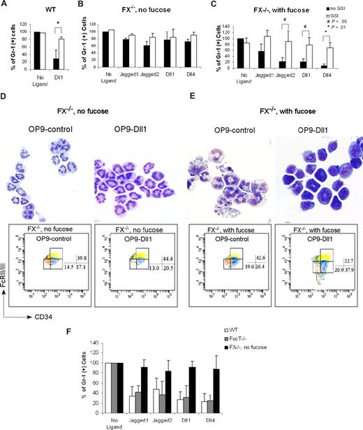 Figure 5. Notch pathway–induced myeloid development block is fucosylation dependent. Expression of Gr-1 from day 14 culture CMP cells derived from FX−/− mice maintained on standard chow (FX−/−, no fucose; B) or maintained on fucose-supplemented chow at least 4 weeks and with 1 mM fucose in the culture medium (C), was compared with WT CMP culture on OP9-control and OP9-Dll1 (A), in the absence or presence of 10 μM GSI. Data are mean values (± SD) of at least 4 determinations and expressed as percentages of Gr-1+ cells relative to that on OP9-control (no GSI; set at 100%). Cells from panels B and C cultured on OP9-control and OP9-Dll1 were examined by May-Grünwald-Giemsa staining and FACS analysis of CMP to GMP conversion (D,E). Numbers on plots are percentages of the indicated cell types. (F) Day 14 culture of marrow CMP cells derived from WT, FX−/− mice maintained on standard chow (FX−/−, no fucose), and mice with double deficiency for the 2 alpha1,3fucosyltransferases Fuc-TIV−/−Fuc-TVII−/− (Fuc-T−/−), cocultured with OP9-control cells (no ligand) or OP9 cells expressing Notch ligands, was analyzed for Gr-1 expression. Data are mean values (± SD) of at least 4 determinations and expressed as percentage of Gr-1+ cells relative to that from cells grown on OP9-control (set at 100%). Student t test was performed to compare the parameters obtained with GSI to those without GSI (A-C) or parameters obtained from Fuc-T−/− and FX−/− mice to those from WT mice (F).