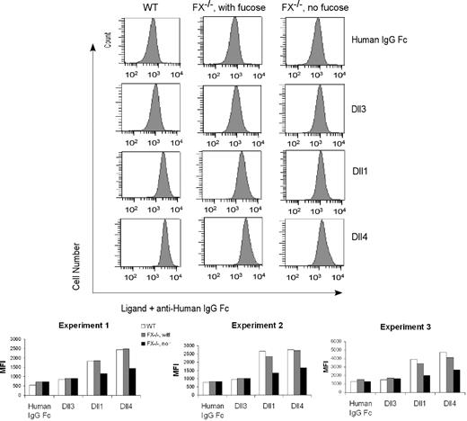 Figure 7. Fucosylation-dependent binding of Notch ligands to FX−/− mice myeloid progenitors. Flow cytometric analysis of binding of recombinant Notch ligands Dll1 (1.3 μg/mL), Dll4 (0.5 μg/mL), Dll3 (0.3 μg/mL), and control (human IgG1 Fc, 1 μg/mL) to CMP cells isolated from WT mice, from FX−/− mice reared in the presence of fucose, or from FX−/− mice reared in the absence of fucose. Chelation of Ca2+ with ethylenediaminetetraacetic acid abolished binding (data not shown). Data are the flow cytometric histogram of experiment 1 (top panel) and mean fluorescence intensity (MFI) of the binding of CMPs with control and Notch ligands in 3 independent experiments (bottom panel).