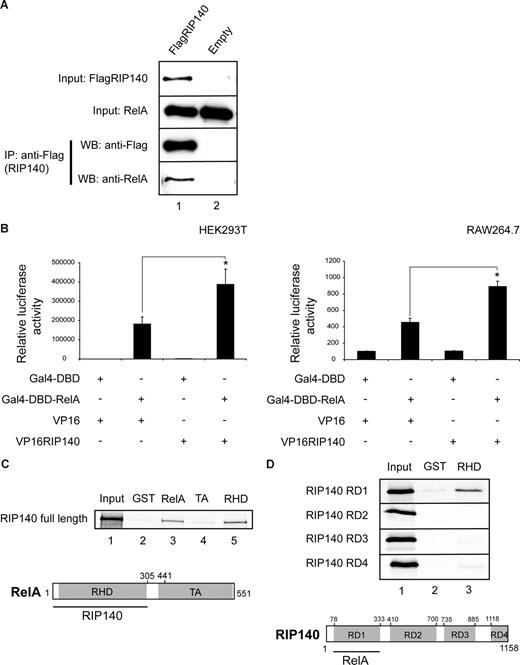 Figure 5. RIP140 physically interacts with RelA. (A) Coimmunoprecipitation of HEK293T cells transfected with FlagRIP140 or an empty vector using anti-FLAG M2 antibody. Bound proteins were resolved by SDS-PAGE and subsequently detected by Western blot using RelA and FLAG M2 antibodies. Cells were treated with TNFα (1 μg/mL) for 1 hour before harvesting. (B) Mammalian-2-hybrid assay in HEK293T (left) or RAW264.7 (right) cells using a GAL4-Luc reporter cotransfected with Gal4-DNA–binding domain (DBD)-RelA or the empty Gal4-DBD and VP16-RIP140 or VP16 alone as indicated. Data are means plus or minus SEM (n = 9). *P < .05. (C,D) Pulldown assays performed with full-length RelA, the transactivation domain (TA), or the Rel-homology domain (RHD) of RelA fused to GST and GST alone as a control. GST fusion proteins were incubated with in vitro translated full-length RIP140 (C) or in vitro translated repression domains 1 to 4 (RD1-4) of RIP140 (D). Bound proteins were resolved by SDS-PAGE and visualized by autoradiography. Input lanes represent 10% of the input. Schematic representations of RIP140-RelA interactions shown.