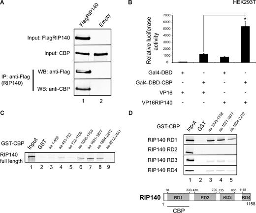 Figure 7. RIP140 associates with CBP in vivo. (A) Coimmunoprecipitation of HEK293T cells transfected with FlagRIP140 or an empty Flag vector using anti-FLAG M2 antibody. Bound proteins were resolved by SDS-PAGE and subsequently detected by Western blot using CBP and FLAG M2 antibodies. Cells were treated with TNFα (1 μg/mL) for 1 hour before harvesting. (B) Mammalian-2-hybrid assay in HEK293T cells using a GAL4-Luc reporter cotransfected with Gal4-DBD-CBP or the empty Gal4-DBD and VP16-RIP140 or the empty VP16 alone as indicated. Data are means plus or minus SEM (n = 9). *P < .05. (C,D) Pulldown assays performed with different CBP deletion mutants (as indicated) fused to GST and GST alone used as a control. GST deletion constructs were incubated with in vitro translated full-length RIP140 (C) or in vitro translated repression domains 1 to 4 (RD1-4) of RIP140 (D). Bound proteins were resolved by SDS-PAGE and visualized by autoradiography. Input lanes represent 10% of the input. Schematic representation of RIP140/CBP interactions shown.