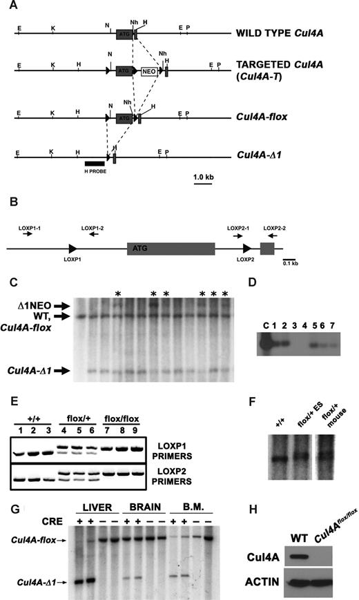 Figure 1. Generation of mice with an inducible deletion of Cul4A. (A) Restriction maps of the wild-type Cul4A, targeted allele (Cul4A-T), conditional deletion (Cul4A-flox), and Cul4A deletion (Cul4A-Δ1) are shown. Gray boxes denote exons; “ATG” denotes the first coding exon. E indicates EcoRI; K, KpnI; N, NotI; Nh, NheI; P, PstI; and H, HindIII. “H probe” was used for Southern analysis. Dashed lines indicate insertions and deletions. (B) PCR primers used for genotyping. PCR primers (black arrows) flank loxP sites (black triangles) that flank the first coding exon in the conditional Cul4A. (C) Genomic blot to identify Cul4A alleles in mosaic mice. Mutant and wild-type Cul4A alleles are indicated: Δ1NEO indicates deletion of the first coding exon, retention of the floxed Neo (3.7 kb); WT, wild-type Cul4A (3.3 kb); Cul4A-flox, Cul4A conditional deletion (3.3 kb); and Cul4A-Δ1, Cul4A deletion (2.0 kb). Asterisks indicate samples analyzed further by PCR for Cul4A-flox. (D) PCR screen to detect mosaics with Cul4A-flox. Genomic DNA from mosaics identified in the previous screen (C) were screened with PCR primers LOXP2–1 and LOXP2–2. A PCR fragment containing loxP was detected by DNA blot with an oligonucleotide probe. The positive control template (C) was genomic DNA from a Cul4Aflox/+ ES cell line. For panels C and D, representative sample blots are shown. (E) PCR screen to genotype Cul4A-flox mice. PCR primers flanking each loxP site were used to identify wild-type (+/+), Cul4Aflox/+ (flox/+), and Cul4Aflox/flox (flox/flox) mice. (F) Southern analysis to identify Cul4Aflox/+ mice. Genomic DNA from a wild-type mouse (+/+), a Cul4Aflox/+ ES cell line (flox/+ES), and a Cul4Aflox/+ mouse (flox/+mouse) was analyzed by Southern analysis. The doublet in the last 2 lanes consists of the Cul4A wild-type (smaller band) and the Cul4A-flox allele, 116 bp larger with 2 loxP sites. (G) Cul4A deletion is induced in liver and bone marrow. Mutant and control mice were treated with pIpC, and 5 days after induction, DNA from liver, brain, and bone marrow was analyzed by Southern analysis for Cul4A-flox and Cul4A-Δ1. (H) Cul4A protein is not detected in mutant liver after induction of Cre. Ten days after induction, Cul4A was detected by immunoblot in lysates from mutant and control mice. Actin was a loading control.