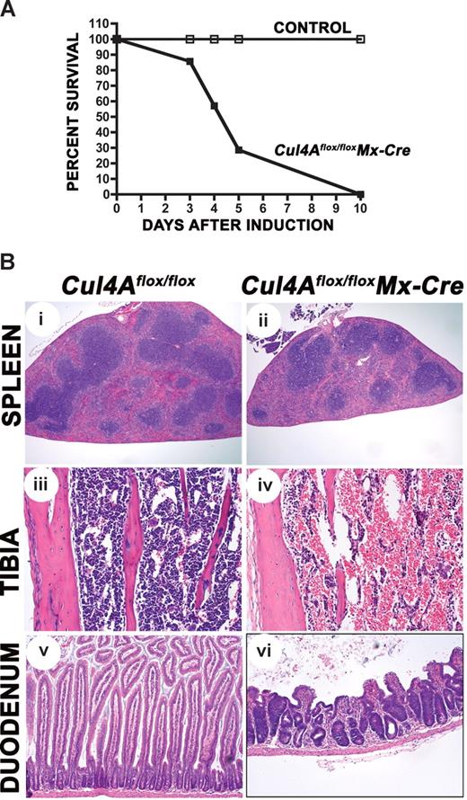 Figure 2. Cul4A deletion is lethal. (A) Mutant (■) and controls (□) were induced with pIpC (n = 7 and n = 4, respectively) and monitored daily. Results from 3 independent experiments were combined. Percentage of the total surviving is graphed versus days after the initiation of induction. (B) Mutant and control mice were induced with pIpC. Four days after induction, sections from spleen, tibia for bone marrow, and duodenum were prepared. For each tissue, mutant and control images are shown at the same magnification. An Olympus BX41 microscope (Center Valley, PA) with Plan N 4×/0.10, Plan 10×/0.25, and Plan N 20×/0.40 objectives were used. Images were captured with a SPOT Insight 2MP Firewire Color Mosaic camera (Diagnostic Instruments, Sterling Heights, MI) and Spot Imaging software. Student t test was used for all statistical analyses. Mean and standard error of the mean are reported. Cul4Aflox/flox without Mx-Cre mice were controls in all experiments. In addition, wild-type mice with Mx-Cre were also controls for experiments for Figures 2–3 and Table 1 (N.J., unpublished results, April-May 2006). For these experiments, following pIpC induction, viability, changes in peripheral blood counts, and bone marrow total cellularity were the same in both control strains, and bone marrow progenitor frequency was slightly higher in wild-type Mx-Cre mice, indicating that Cre expression alone does not contribute to the lethality and hematopoietic failure resulting from Cul4Adeletion.
