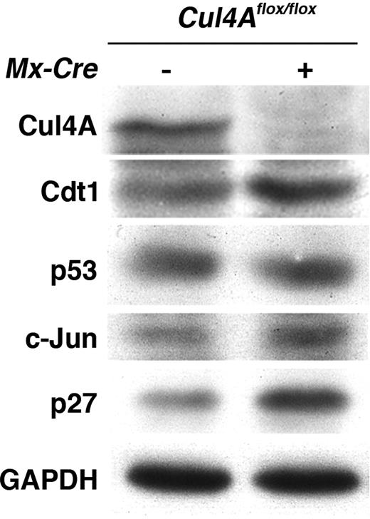 Figure 5. Cul4A deletion and protein loss in vivo leads to Cdt1 and p27 protein accumulation in bone marrow. Mutant mice and controls were induced with pIpC, and 48 hours later LDMNCs were harvested from femurs. Total cellular protein was analyzed by immunoblot. GAPDH was a loading control. Representative results are shown for at least 3 independent experiments.