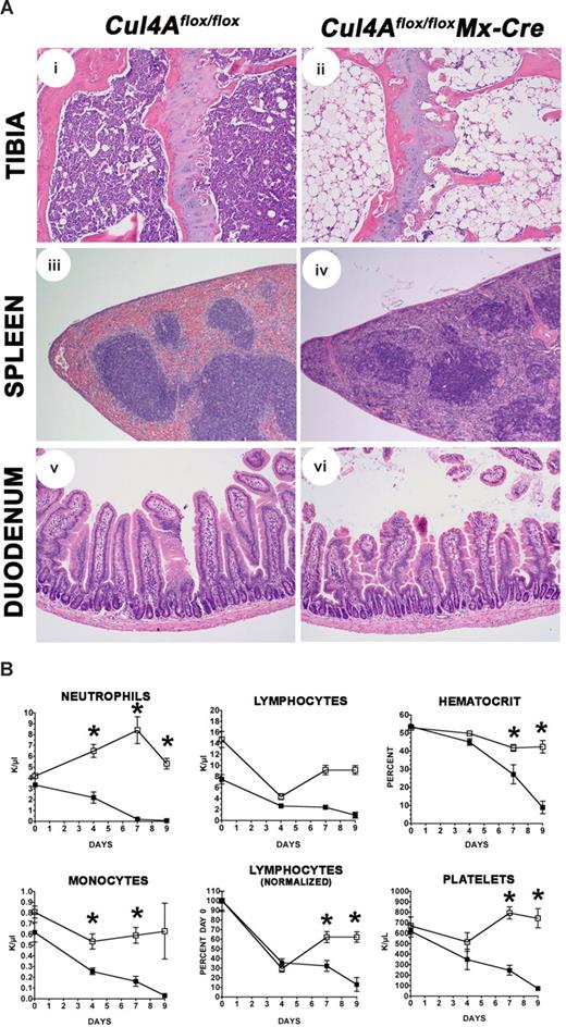 Figure 7. Loss of Cul4A in the bone marrow is sufficient to cause hematopoietic failure and is lethal. (A) Cul4A deletion in transplant recipients of mutant bone marrow causes a dramatic loss of bone marrow and spleen cellularity. Recipients of either mutant or control bone marrow LDMNCs were induced with pIpC and monitored daily. Sick, near-death recipients of mutant cells were killed along with a control recipient and sections of tibia, spleen, and duodenum were prepared. For each tissue, mutant and control images are shown at the same magnification. The same microscope and camera were used as described for Figure 2. (B) For transplant recipients described in panel A, blood counts from recipients of mutant (■) and control (□) bone marrow were graphed versus days after induction. Asterisks denote time points where mutant and control count differences were statistically significant (P ≤ .03). Results from 3 independent experiments were combined.