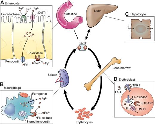 Figure 1. Overview of iron homeostasis. The central portion of the figure depicts the flow of iron into the body (through the small intestine), to transferrin (Tf), to the major site of utilization (the erythroid bone marrow), to circulating erythrocytes, to tissue macrophages that phagocytose senescent erythrocytes and recycle iron (spleen), to storage in hepatocytes, and back to TF through mobilization of iron stores. Cellular iron transport is described in detail in the text and shown in schematic form on the outside edges of this figure. (A) Nonheme iron transport across an intestinal enterocyte. (B) Erythrophagocytosis and iron recycling in a tissue macrophage. The aqua oval in the cytoplasm represents a storage depot for ferroportin protein within the cell. (C) Hepatocyte iron transport, with arrows indicating that neither import nor export is well understood. (D) Iron uptake through the transferrin cycle in the erythoblast. Illustration by Kenneth Probst.
