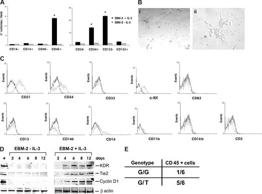 Figure 2. IL-3 expands a CD45+ cell subset derived from hemopoietic progenitors. (A) The numbers of colonies obtained by culturing the indicated sorted cells for 4 days, with or without IL-3. Data are the mean of 10 fields (± SD; *P < .05, left panel, CD45+ vs CD14−, CD14+ and CD45−; right panel, CD34+ and CD133− vs CD34− and CD133+). Magnification, 10×. (B) Representative photomicrographs of colonies obtained from IL-3-cultured CD45+-sorted cells. Magnification, 10× (panel i) and 40× (panel ii). (C) FACS analysis was performed on IL-3–expanded CD45+-sorted cells. Black lines, preimmune IgG (negative control); gray lines, CD31, CD34, CD33, c-Kit, CD13, CD146, CD14, CD11b, CD83, CD16b, and CD3 markers. (D) Cell extracts from CD45+ cells, cultured with or without IL-3, were subjected to SDS-PAGE. The filter was IB with anti-KDR, anti-Tie2, anti–cyclin D1, and anti–β-actin antibodies. (E) Genotype of CD45+ cells isolated from patients harboring or not V617F JAK2 mutation. G/G represents WT and G/T represents heterozygous V617F JAK2 mutations, respectively. Three different experiments were performed with comparable results.