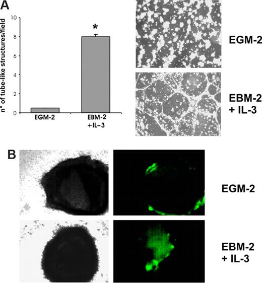 Figure 3. CD45+ cells exposed to IL-3 acquire the ability to form vascular networks and to invade tumor in vitro. (A) For in vitro angiogenesis assay, CD45+ cells cultured in EBM-2 + IL-3 or EGM-2 were plated on Matrigel-coated surface. Histogram represents the number of tube-like structures per field. Data are the mean of 10 fields (± SD; *P < .05, EBM-2 + IL-3 vs EGM-2). Magnification, 10×. (B) Labeled CD45+ cells, cultured in EBM-2 + IL-3 or EGM-2, were incubated with tumor cells. After 48 hours, bright field (left panels) and fluorescent images (right panels) were taken using an inverted phase microscope. Magnification, 40×.