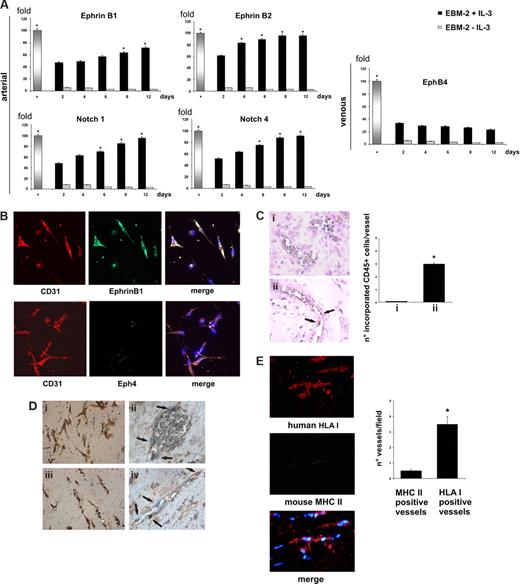 Figure 4. IL-3 induces arterial specification of CD45+ cells acting as vasculogenic cells. (A) Q-RT-PCR was performed on CD45+ cells cultured with or without IL-3. The indicated arterial and venous markers were evaluated. Expression levels are presented as fold increase (logarithmic scale) in comparison with baseline levels and were normalized by using GAPDH as housekeeping gene. The mRNA isolated from arterial or venous samples were used as positive control (+; *P < .05, day 2 of culture vs days 4, 6, 8, and 12). (B) IL-3–expanded CD45+ cells were stained with CD31 (red), with EphrinB1 (green; top panel) or with EphB4 (green; bottom panel). Colocalization of CD31 and EphrinB1 or CD31 and EphB4 is reported in merge. DAPI staining was used as nuclear marker. Magnification, 20×. (C) Sections of Matrigel plugs containing TECs, recovered from SCID mice injected (panel ii) with prelabeled IL-3–cultured CD45+ cells, were analyzed by immunohistochemistry (IH). Panel i shows representative functional vessel formed by TECs. Black arrows indicate the incorporated CD45+ cells. The number of incorporated cells per vessel was reported on the right (4 nonsequential sections for each experiment were analyzed). Magnification, 40×. (D) IH of Matrigel plugs containing IL-3 and labeled CD45+ cells implanted subcutaneously into SCID mice. Panels i,iii, Matrigel recovered after 5 days; panels ii and iv, Matrigel recovered after 15 days. Prelabeled cells were detected by Fluorescein/Oregon Green Antibody (panels i,ii). Ephrin B1 staining was also performed (panels iii,iv). Black arrows indicate positive CD45+ cells. Magnification, 20× (panels i and iii) and 40× (panels ii and iv). (E) Matrigel plugs recovered after 15 days were stained with anti–human HLA I (red) or with anti–mouse MHC II (green) antibodies. DAPI staining was used as nuclear marker. Magnification, 20×. The number of human or host-derived vessels is reported in the histogram. Three different experiments were performed with comparable results.