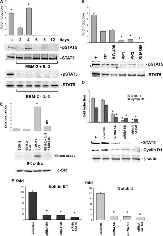 Figure 5. c-Src-kinase–dependent STAT5 activation regulates IL-3–induced ex vivo expansion of angiogenic cells. (A) CD45+ cells cultured with or without IL-3 were analyzed by Western blot (WB) using anti-p-STAT5 or anti-STAT5 antibodies. (B) Cell extracts from IL-3-cultured CD45+ cells, pretreated or not with AG-490, PP1, PP2, and SU6656, were subjected to SDS-PAGE. The filter was IB with anti-p-STAT5 and anti-STAT5 antibodies. (C) CD45+ cells, cultured as indicated, were evaluated for c-Src kinase activity as described in “Antibodies” (*P < .05, EBM-2 + IL-3 vs EBM-2 − IL-3 or vs EGM-2; §P < .05, EBM-2 + IL-3 + SU6656 vs EBM-2 + IL-3). The amount of c-Src in cell extracts was evaluated by WB using a specific antibody. (D) IL-3-cultured CD45+ cells transfected with STAT5A and/or STAT5B siRNA or with the scrambled sequence (scramble) were lysed. The filters were IB with anti-STAT5, anti–cyclin D1, or anti–β-actin antibodies. (E) Q-RT-PCR was performed to evaluate the expression of arterial markers in CD45+ depleted or not (scramble) of STAT5A and/or STAT5B as indicated. Expression levels are presented as above described. (*P < .05, experimental groups vs scramble.) Three independent experiments were performed with comparable results. IL-3–treated EC were used as positive control (+) throughout the figure.